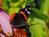 RSCN8891.webp