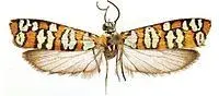 200px-Atteva_exquisita.webp