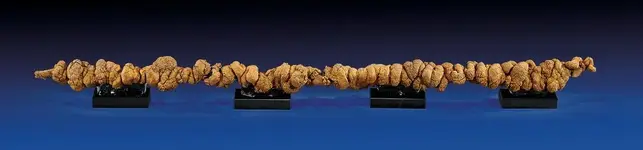 dino-poop-coprolite-auction_82127_990x742.webp