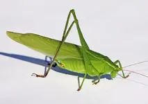 katydidIMG_5779.webp