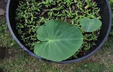 K1600_006.webp