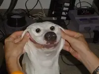 crazy-dog-pictures-5.webp