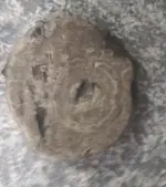 seal.webp