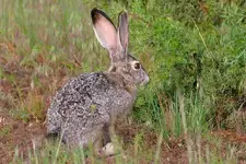 marsh 6 - 15 - 6 019_RJ_2.webp