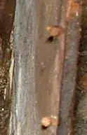 DOWELS.webp