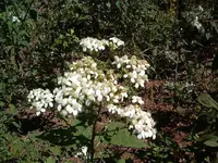 Picture 018.webp