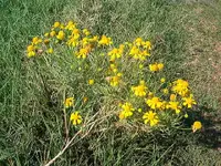 Picture 023.webp