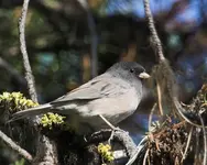 Oregon Junco pale male.webp