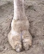 camel.webp