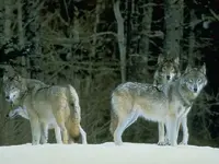 Wolfpack.webp