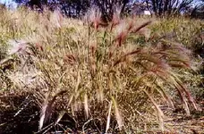 grass.webp