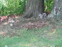 squirrels, butterfly 001.webp