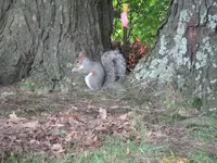 squirrels, butterfly 002.webp