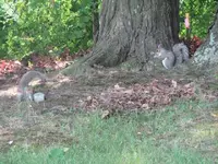 squirrels, butterfly 003.webp