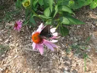 squirrels, butterfly 004.webp