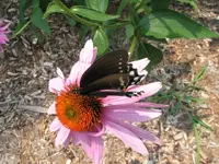 squirrels, butterfly 005.webp
