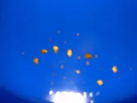 DSC01010.webp