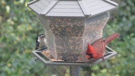 Chickadee and Cardinal.JPG