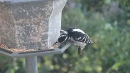 Female Downey Woodpecker.webp