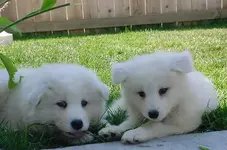 pupstogether (2).webp