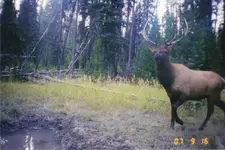 elk1.webp