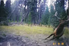 elk2.webp