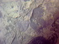 fossil1.webp