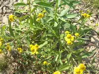 flower1.webp