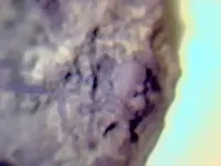 fossil2.webp