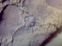 fossil3.webp