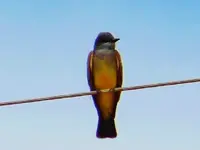 RSCN3234.webp RSCN3234.webp
