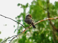DSCN0099.webp