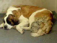 joe's dog's 2.webp