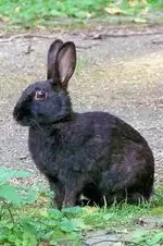 images.webp