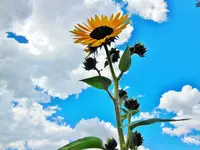FSCN8043.webp
