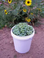 grapes 2.webp