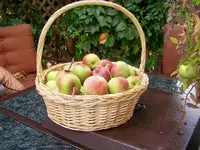 grapes 3.webp