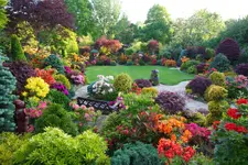 Beautiful azalea flowers in early summer.webp