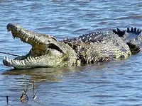 Nile-Crocodile.webp