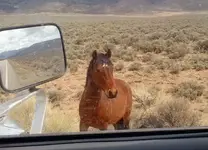 wild horse.webp