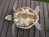 turtleondeck[1].webp