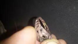 Ring4.webp