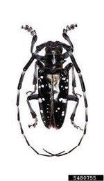 8-20-14-asian-longhorn-beetle-05-jpg.jpg