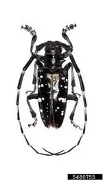 8-20-14-asian-longhorn-beetle-05-jpg.webp