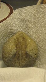 fossil 003.JPG