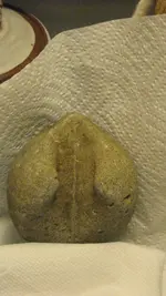 fossil 003.webp