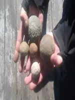 catapult balls.webp