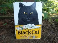 Black cat 1.webp