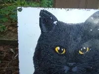 Black cat2.webp