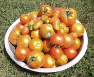 8_28_2014 tomato harvest.jpg